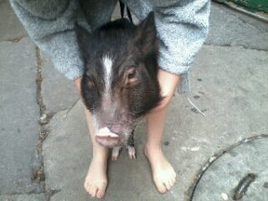 Mini świnka podczas spaceru na ulicy